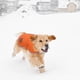 thumbnail image 3 of Abrigos para perros de color naranja para clima frío, chaleco polar de invierno para perros, chaqueta impermeable para mascotas disponible en extra pequeño, 3 of 5