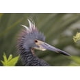 thumbnail image 2 of Morris, Arthur 18x13 White Modern Wood Framed Museum Art Print Titled - FL Side portrait of tricolored heron head, 2 of 4