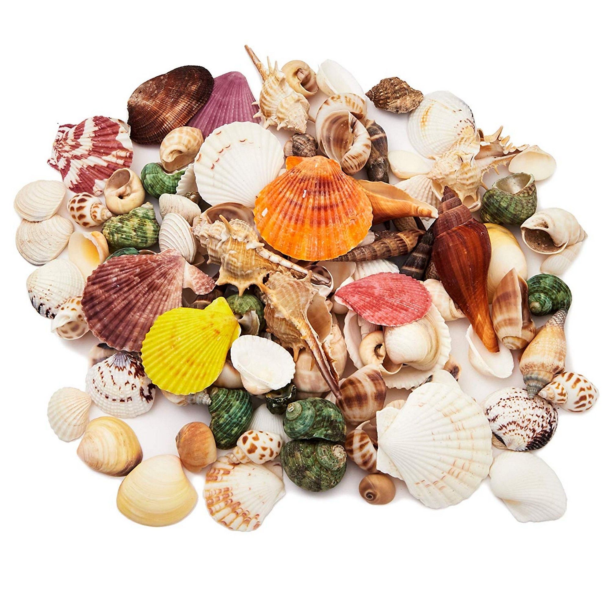 Mixed Sea Shells for Diy Crafts, Beach Decor (135 Count)