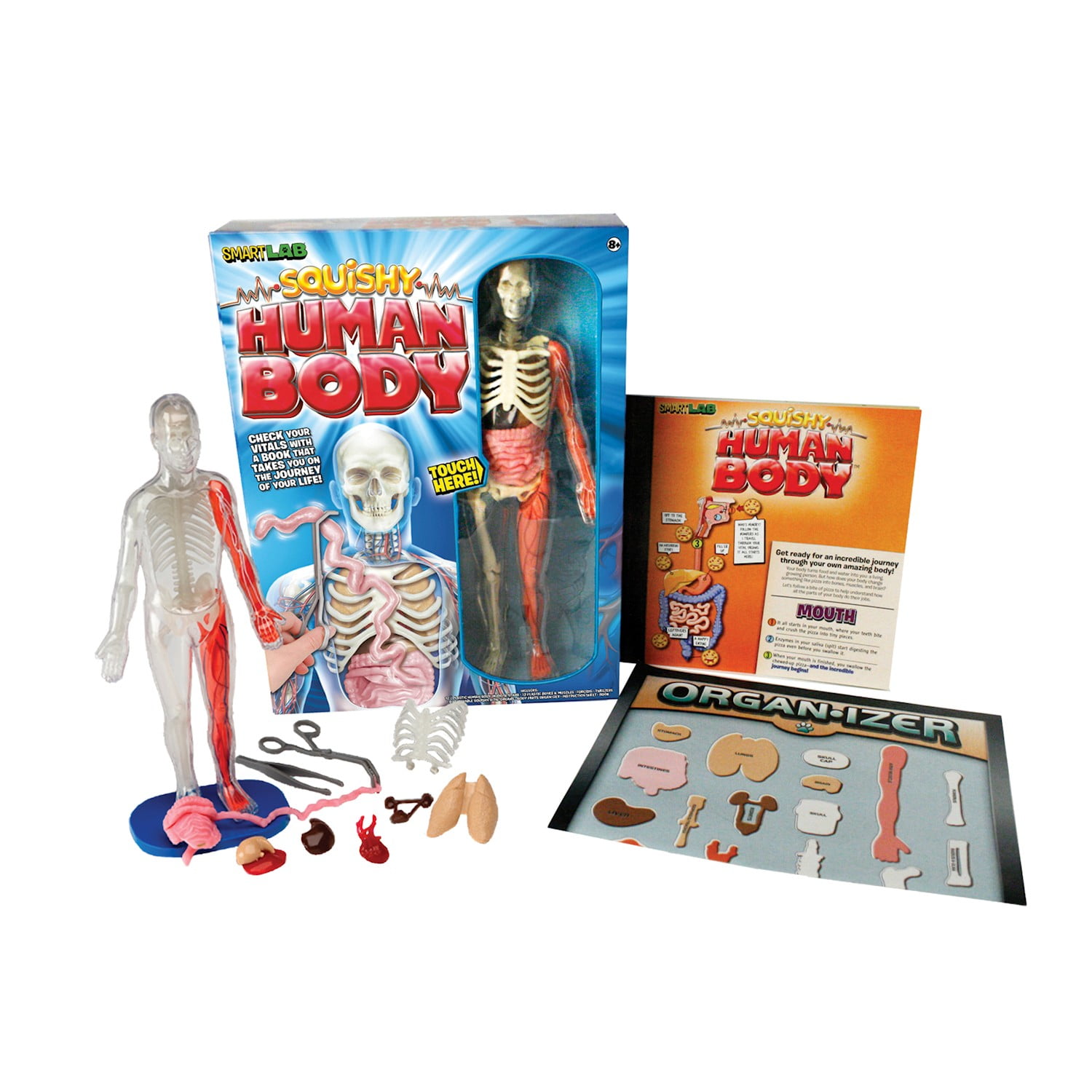 edu science squishy human body