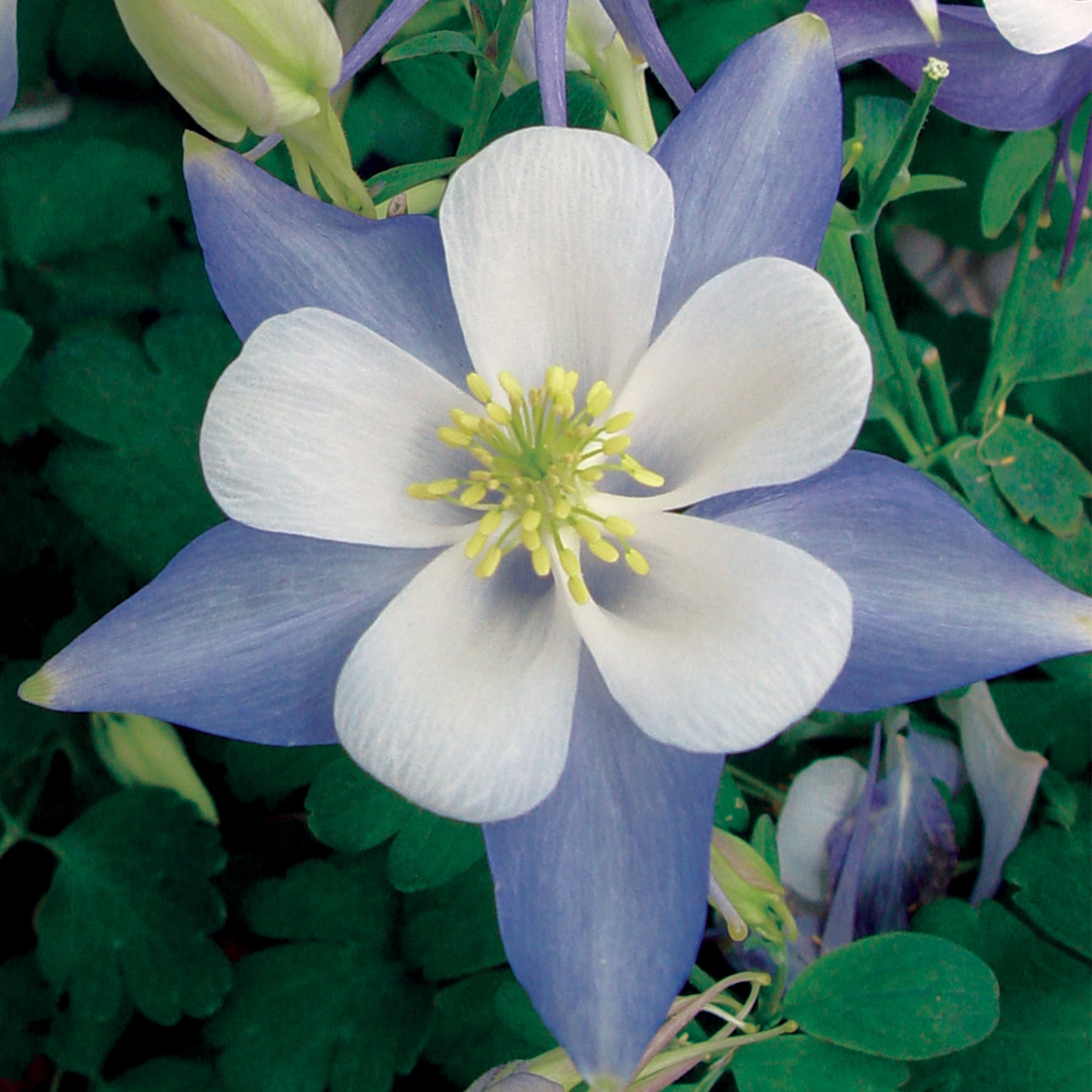 Burpee Blue Star Columbine Flower Seed, 1-Pack