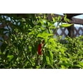 thumbnail image 5 of Cayenne Long Slim Pepper Plant | Two Live Garden Plants | Non-GMO, Medium Heat, Dries Well, 5 of 5