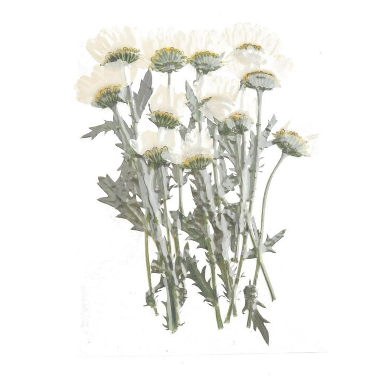 Pressed Daisy Stems Dried Daisy Flowers 10 Inches Herbarium DIY Daisies for  Framing Daisy Botanical Art Daisy Flower 1 Pc 