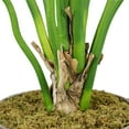 thumbnail image 3 of 54"H Artificial Real Touch Philodendron Erubescens Green Emerald, 3 of 4