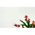 thumbnail image 3 of Hirt's Red Christmas Cactus Plant - Zygocactus - 4" pot, 3 of 4