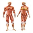 thumbnail image 3 of Human Anatomy Duvet Cover Set, Male and Female Bodies with Inner Mass Build Display Muscle System Graphic Print, Decorative 3 Piece Bedding Set with 2 Pillow Shams, Queen Size, Coral, by Ambesonne, 3 of 3