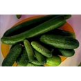 thumbnail image 4 of GSDWIUEW Emelya Cucumber Seeds – Self-Pollinating, Vegetable for Planting, 4 of 6