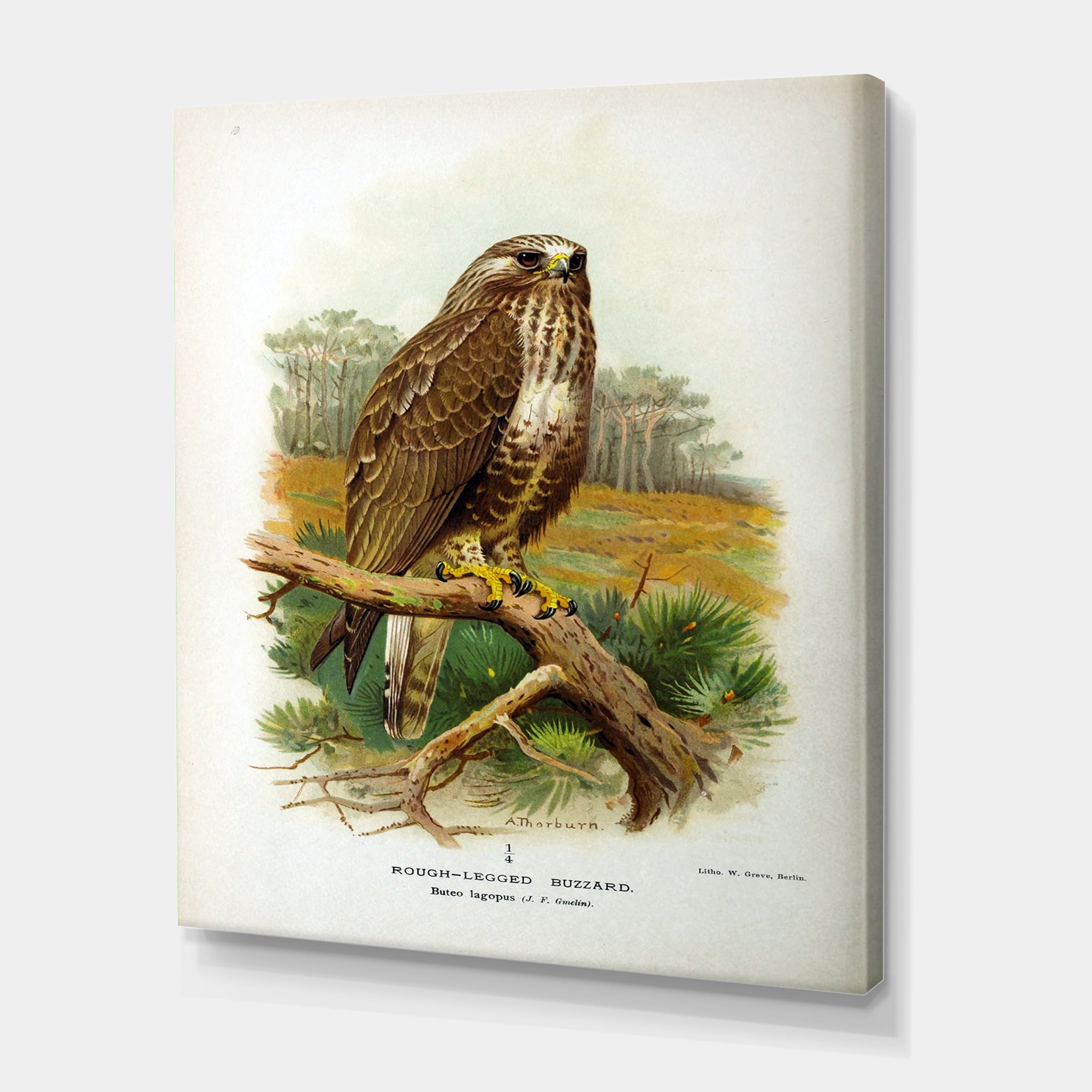 Designart ' Ancient Bird Life IX ' Traditional Canvas Wall Art Print