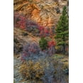 thumbnail image 2 of OBrien, Jay 23x32 Gold Ornate Wood Framed with Double Matting Museum Art Print Titled - USA, Utah, Zion NP Autumn scenic, 2 of 4