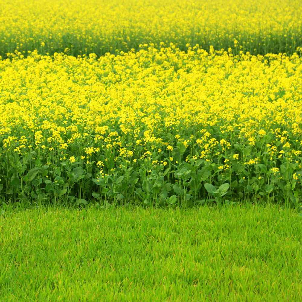 Black Mustard Seeds For Planting Indoors or Outdoors - 5 LB