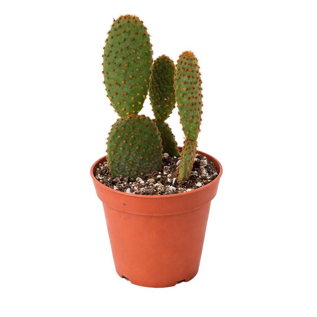 Opuntia Microdasys Live Plant for Indoor | Different Houseplants in 4'' & 6'' Pot | Real House Plant for Living Room, Office, Desk & Bathroom | [COMMON PLANT NAMES]