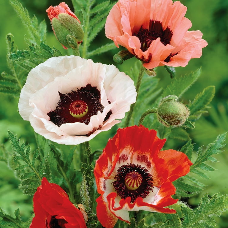 Van Zyverden Papaver Orientalis Mix (Set of 3 Dormant Bulbs