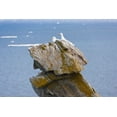 thumbnail image 2 of Su, Keren 14x11 Black Ornate Wood Framed with Double Matting Museum Art Print Titled - Seagulls on rock pile-Kolyuchin Island-once an important Russian Polar Research Station-Bering Sea-, 2 of 4