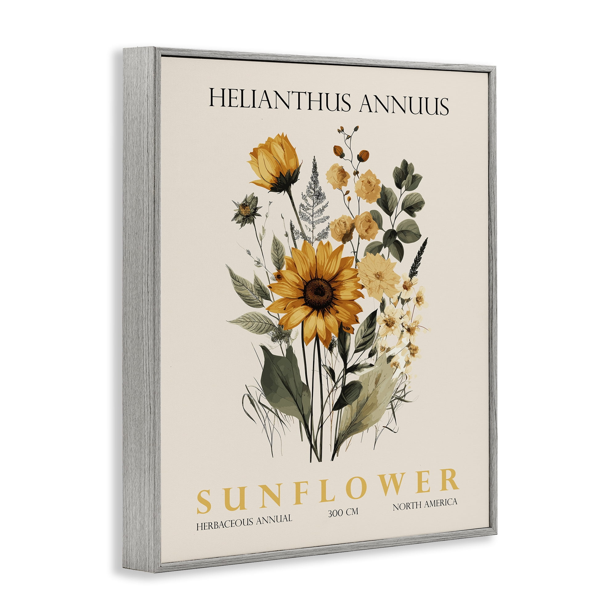 Stupell Industries Natural Sunflower Bundle Gray Framed Giclee Art, design by Christopher Giampietro