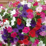 Expert Gardener 6pk Petunia