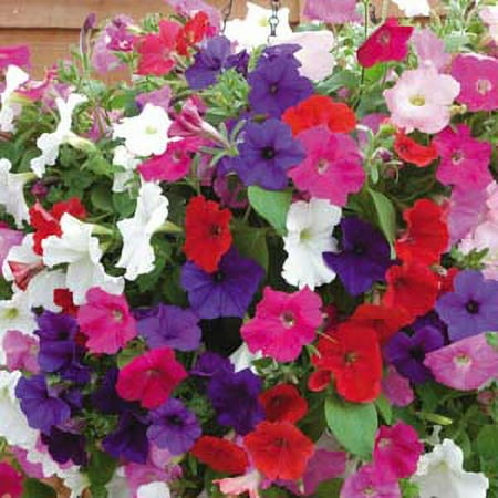 Expert Gardener 6pk Petunia