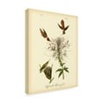 thumbnail image 2 of Trademark Fine Art 'Ruff neck Hummingbird' Canvas Art by John James Audubon, 2 of 4