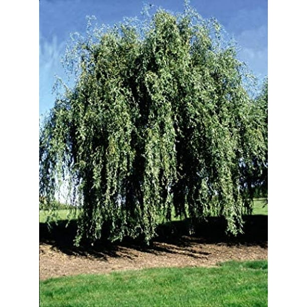 Gold Weeping Curly Willow Tree Cutting Rarest of All Willows Grow This Exotic Weeping Curly