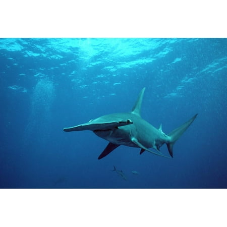 Great Hammerhead Shark Print Wall Art