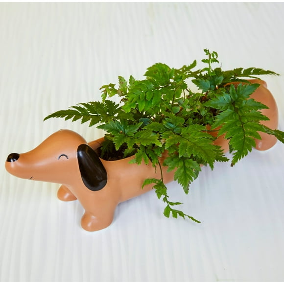 Linen Chest Daisy Dachshund Planter