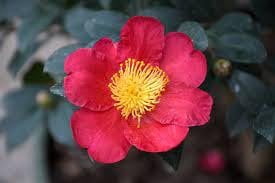 Camellia Sasanqua Yuletide I 1 Extra Large 3 Gallon Plant I Red Flowering Bright Red Winter Blooms, Live Plant for Indoor & Outdoor Gardens