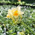 thumbnail image 2 of Easy to Grow Freesia Antique Alba 15 Plant Bulbs, Fragrant Flowers Spring Zones 9-11, 2 of 2