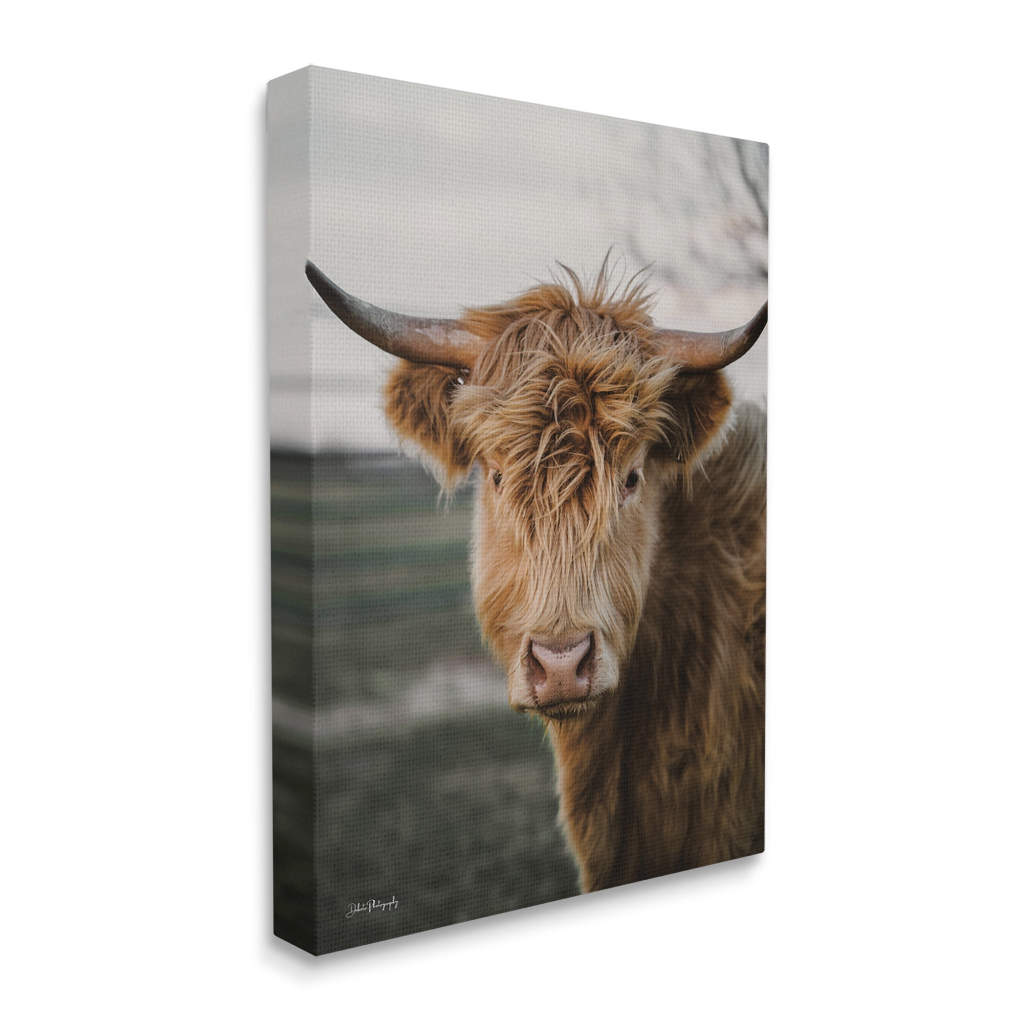 Stupell Industries Highland Cow Photography Animals & Insects Photography Gallery Wrapped Canvas Print Wall Art, 24 x 30