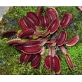thumbnail image 2 of Red Dragon Venus Fly Trap Plant - Dionaea - 2" Pot, 2 of 2