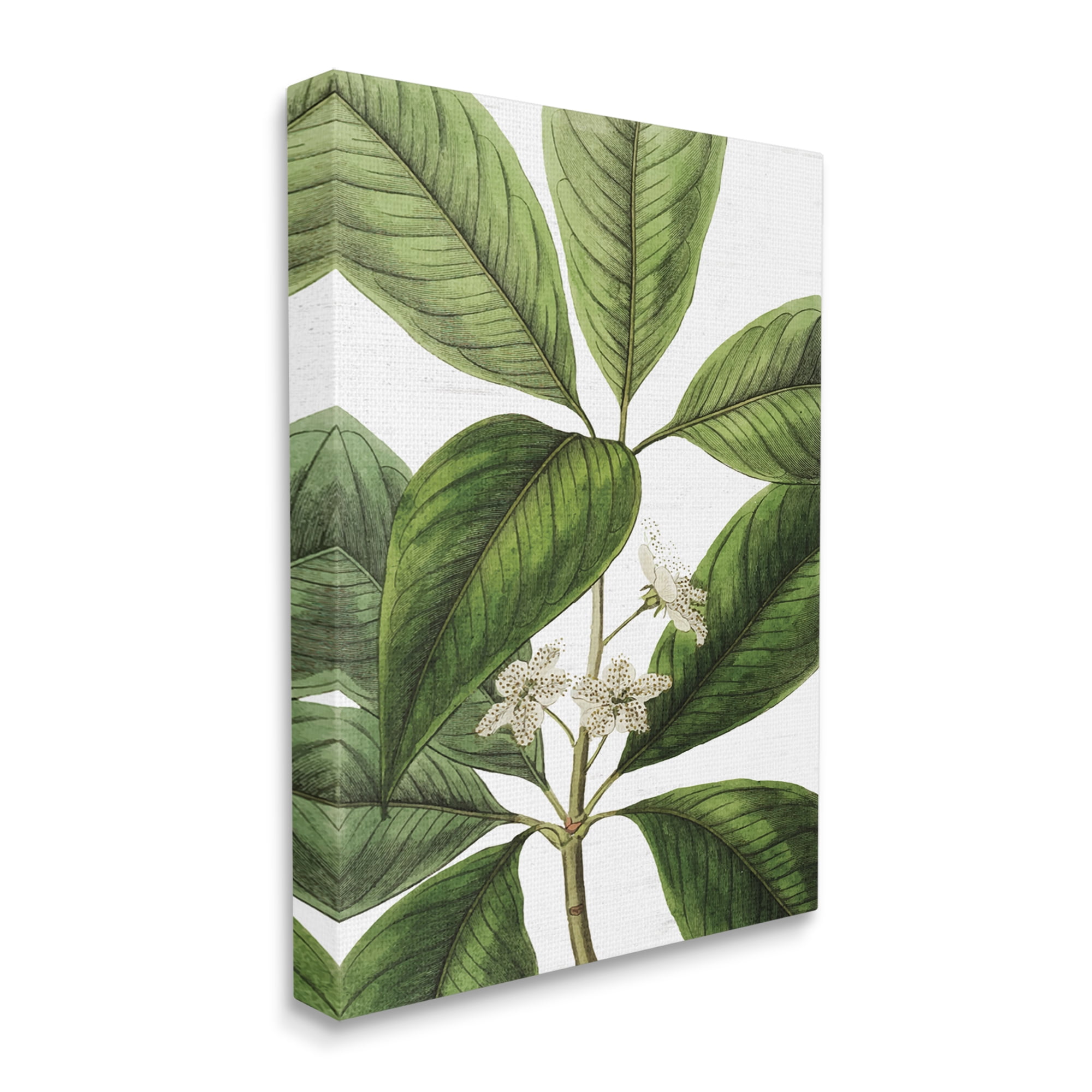 Stupell Industries Tristania Conferta Flower Large Leaf Vegetation Botanical Print,36 x 48, Design by Lettered and Lined