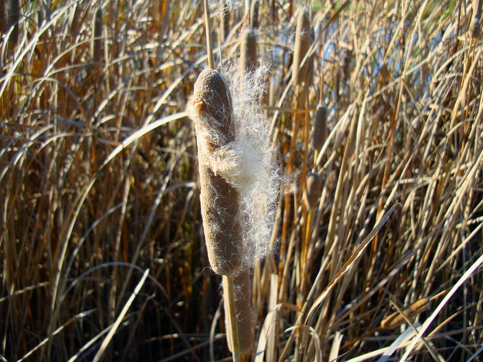 Typhaceae Corn Dog Grass Typha Plant Cattails20 Inch By