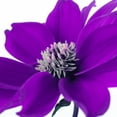 thumbnail image 2 of Frank, Assaf 12x12 White Modern Wood Framed Museum Art Print Titled - AF20110714 Dahlia 107C05, 2 of 4
