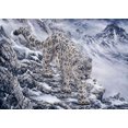 thumbnail image 2 of Tift, Jeff 14x11 Black Ornate Wood Framed with Double Matting Museum Art Print Titled - Snow Leopard, 2 of 4