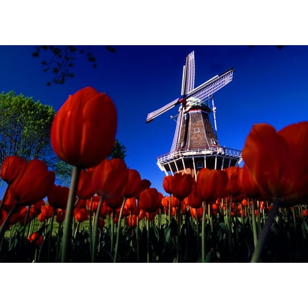 Tulips blooming on field against De Zwaan Windmill in Windmill Island Gardens Holland Michigan USA Poster Print by Panoramic Images (36 x