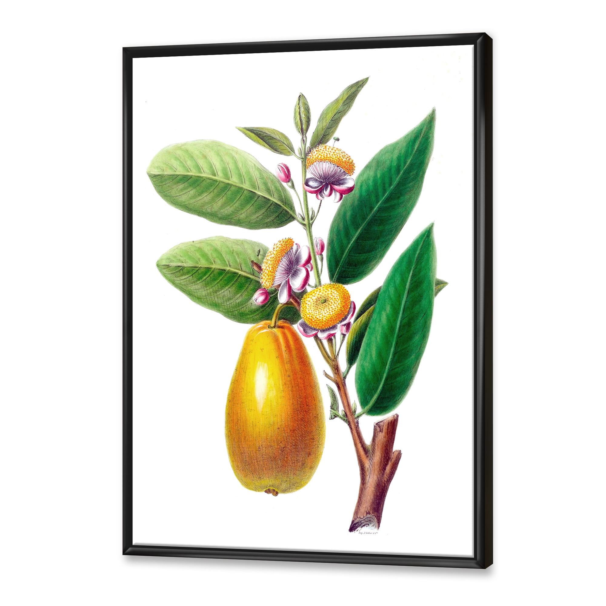 Designart 'Ancient Fruits I' Farmhouse Framed Canvas Wall Art Print