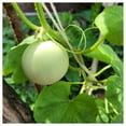 thumbnail image 2 of Everwilde Farms - 1/4 lb Green Flesh Honeydew Melon Seeds - Gold Vault Bulk Seed Packet, 2 of 3