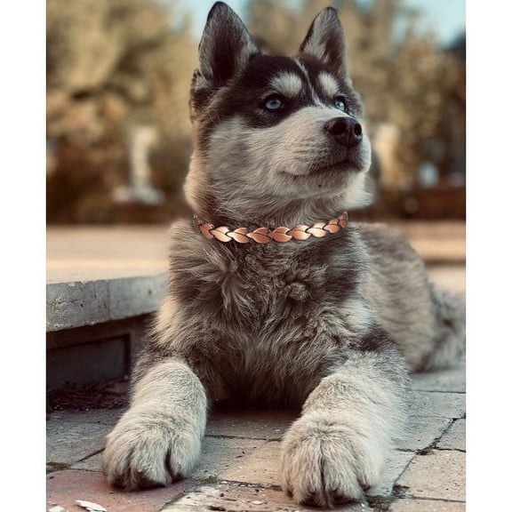 Solid Copper Magnetic Dog Collar, Link Dog Collar, Chain Dog Collars, Pet Jewelry Decorations for Small Medium Large Dogs, Width:8mm