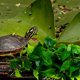 thumbnail image 4 of unbranded 2Ud Artificiales Para Terrarios Para Reptiles Accesorios De, 4 of 6