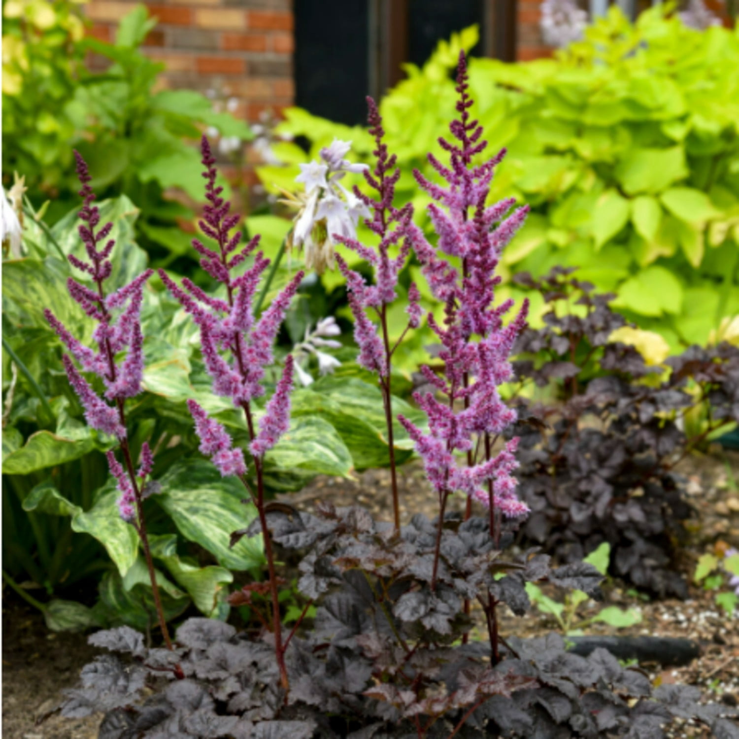 Proven Winners 6" Purple 'Dark Side of the Moon' Astilbe Live Plant in 7.5" Pot