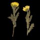 thumbnail image 3 of Crisantemo Secas Reales Naturales Sunnimix 12 Piezas con Hojas Secas Amarillo, 3 of 8