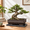 Elegant Rectangle, variant on Elegant Rectangle Unglazed Ceramic Bonsai Planter with Drain Tray