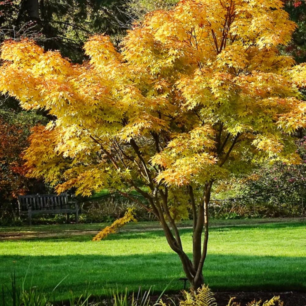 Expert Gardener 1- 1.5 ft tall Sango Kaku Japanese Maple Live Tree in 1-Gallon Grower Pot