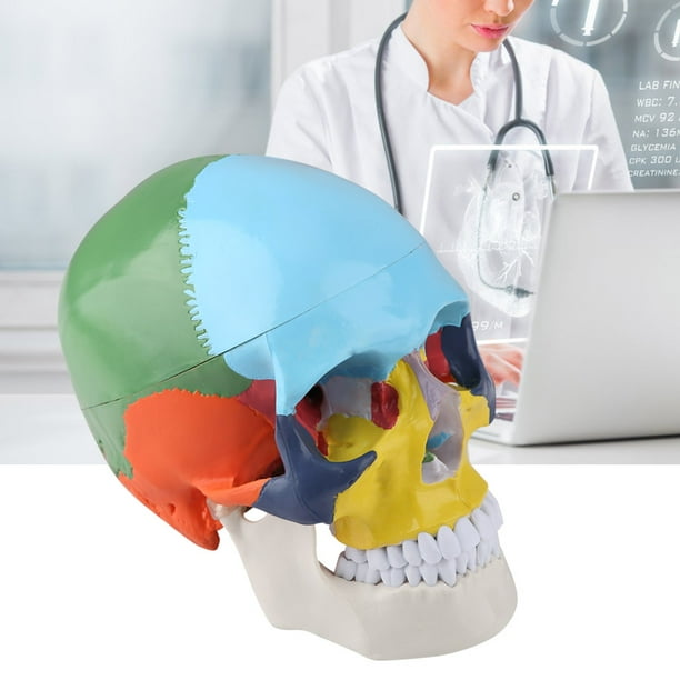 Scull Model Skull Anatomical Model Human Skull Model, Painting Human Skull Model ...