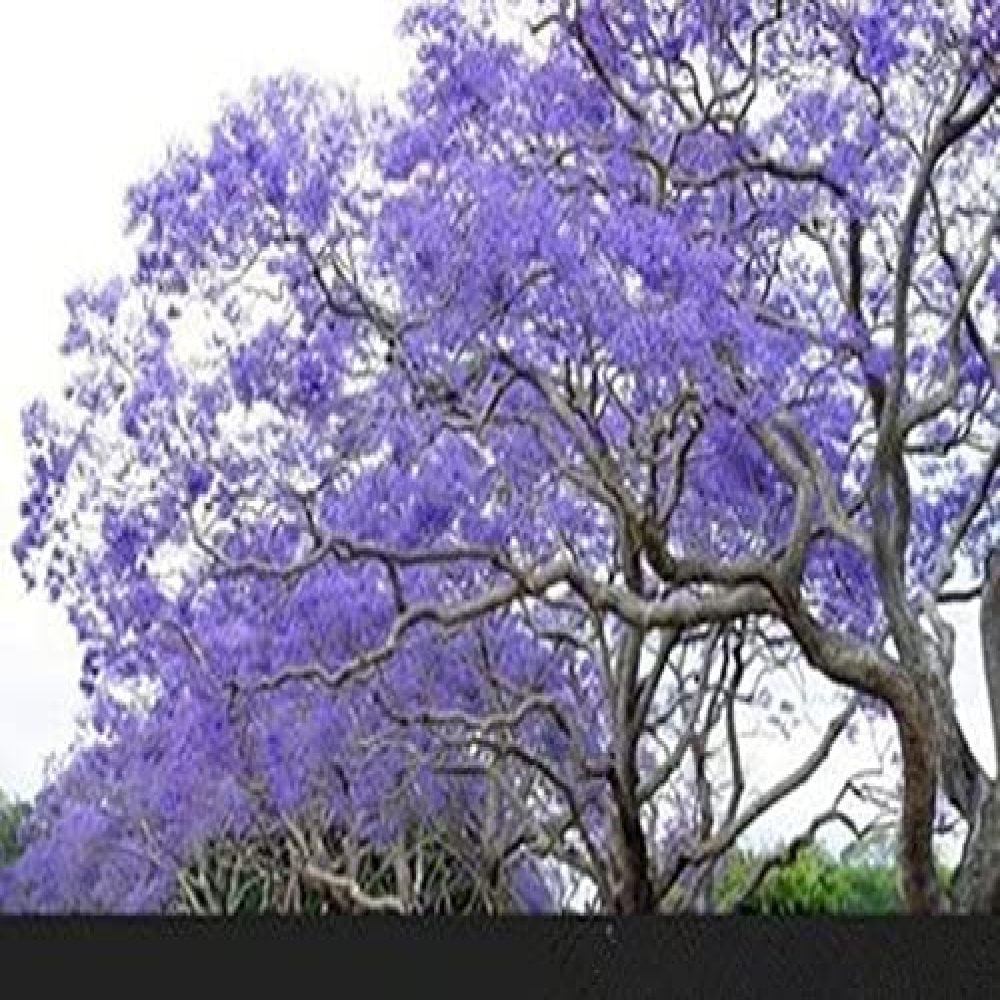 50 seeds FRESH Purple Jacaranda tree Jacaranda Mimosifolia Beautiful FREE SHIP 