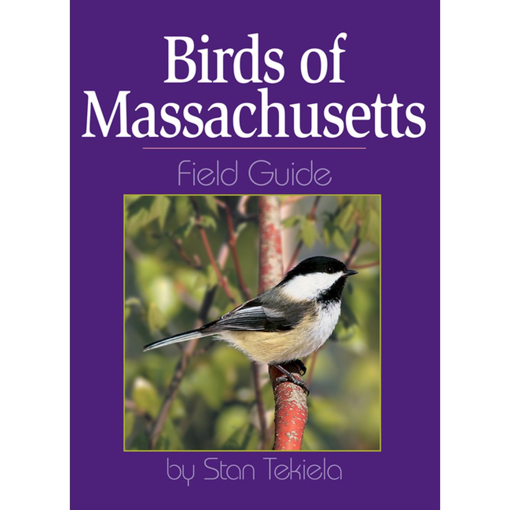 Bird Identification Guides Birds of Massachusetts Field Guide