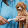 thumbnail image 5 of Nail Clippersnail File Pet Nail File Nail Clipper Sander Nail File For Pet Dogsred, 5 of 5