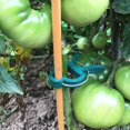 thumbnail image 5 of Clip Reutilizable Para Jardín De Plantas, Clips De Fijación De Tallos De Plantas, Clips Para Plantas Trepadoras, Abrazaderas De Tomate, Utilizados Para Plantas, Flores, Verduras, Enredaderas, 2 Tamañ, 5 of 5