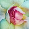 thumbnail image 3 of Flour, Piet 12x12 Black Modern Framed Museum Art Print Titled - La vie en rose, 3 of 5