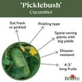 thumbnail image 5 of Burpee Picklebush Cucumber Seeds - Non-GMO, Pickling Cucumber, Container Friendly, Vegetable Gardening Seeds, 725mg , 1-Pack, 5 of 6