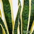 thumbnail image 3 of 4 Pack Artificial Snake Plants 22" Faux Agave Fake Sansevieria UV Resistant Plant for Indoor and Outdoor Home Garden Office Store Decoration Home Décor, 3 of 8
