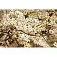 thumbnail image 3 of Millet, Karyn 18x13 Black Modern Framed Museum Art Print Titled - Cherry Blossoms III, 3 of 5